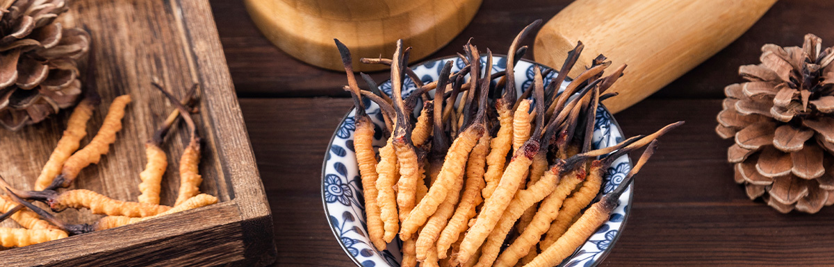 Cordyceps Sinensis (Chinesischer/Tibetischer Raupenpilz)