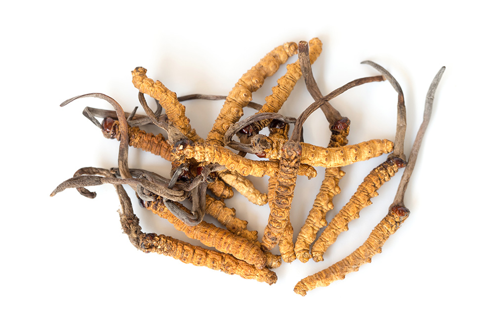 Cordyceps Sinensis (Chinesischer/Tibetischer Raupenpilz)