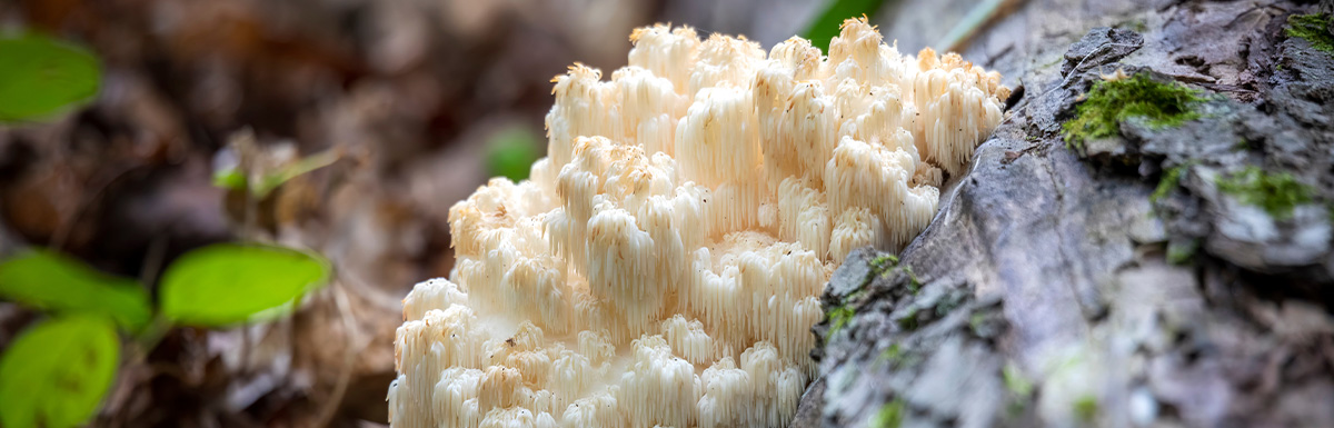 Hericium Erinaceus (Igelstachelbart, Affenkopfpilz)