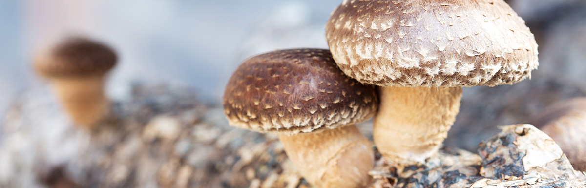 Lentinula Edodes (Shiitake)