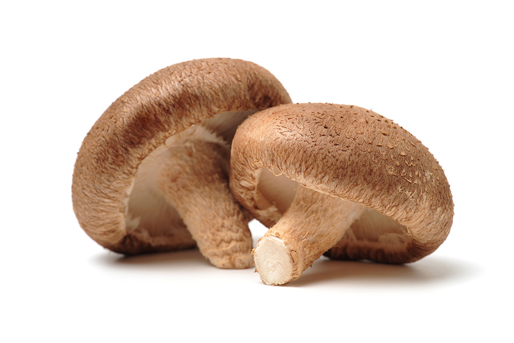 Lentinula Edodes (Shiitake)