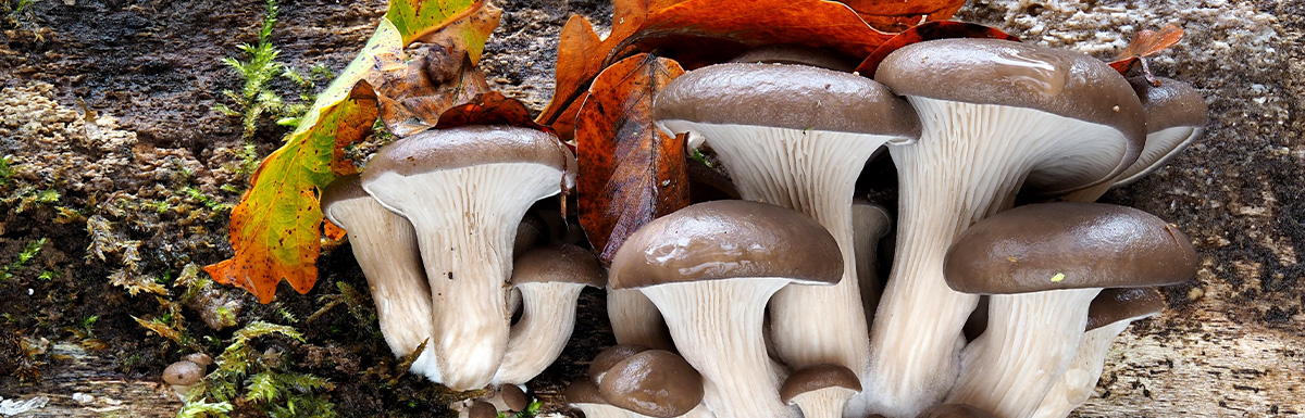 Pleurotus Ostreatus (Austernseitling)