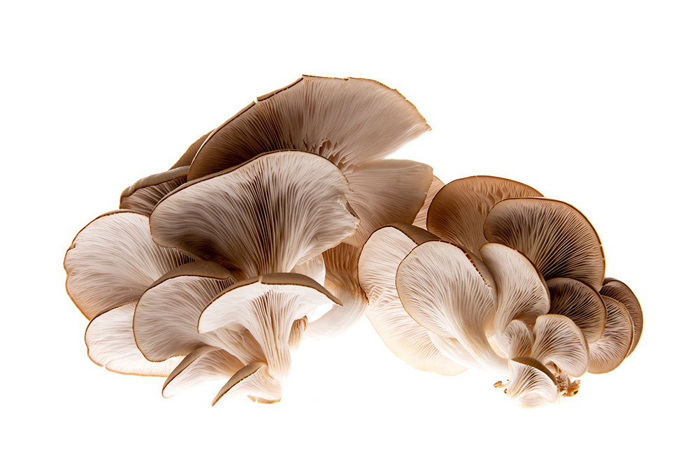 Pleurotus Ostreatus (Austernseitling)