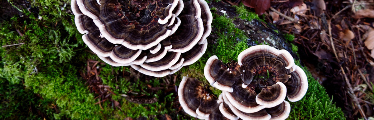 Trametes Versicolor