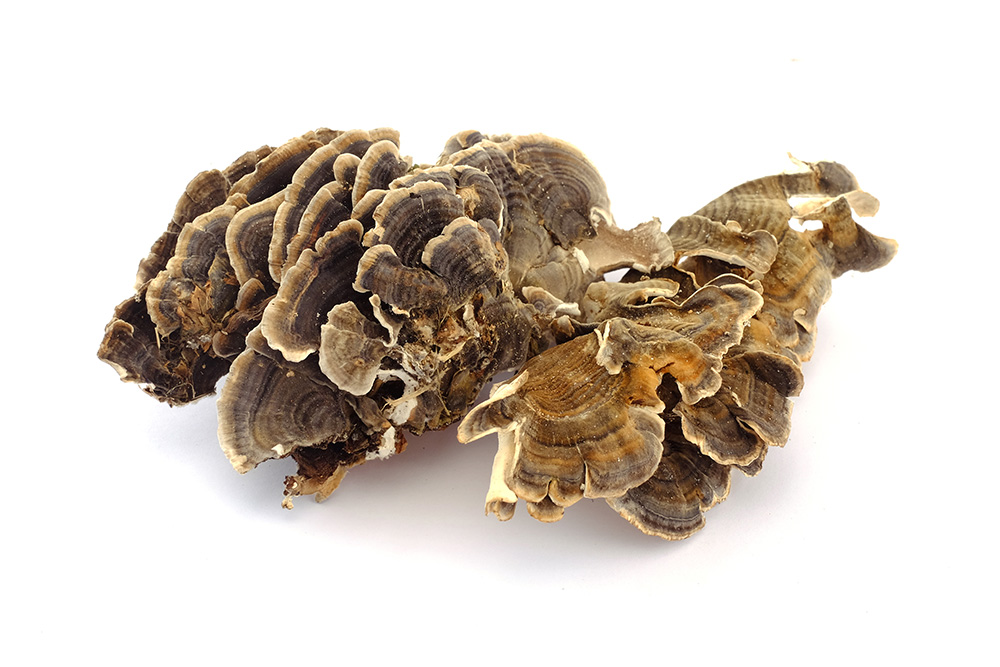 Trametes Versicolor